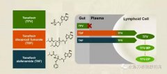 替诺福韦艾拉酚胺(TAF)III期研究效果展现：96周无耐药，病毒抑制强